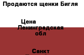 Продаются щенки Бигля › Цена ­ 60 000 - Ленинградская обл., Санкт-Петербург г. Животные и растения » Собаки   . Ленинградская обл.,Санкт-Петербург г.